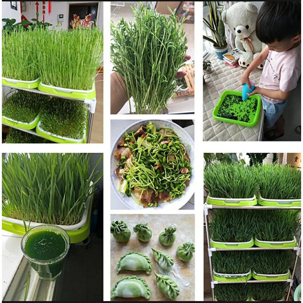 マイクログリーンスプラウタートレイ水耕/スプラウト園芸水耕シ - Hydroponic Grow Pod のレビューと価格