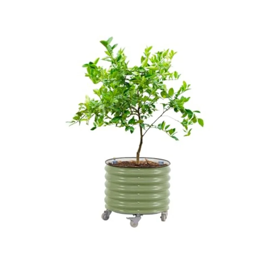 「ローリング・シトラス・ツリー・プランター Gen 3」：自 - Self Watering Planter のレビューと価格